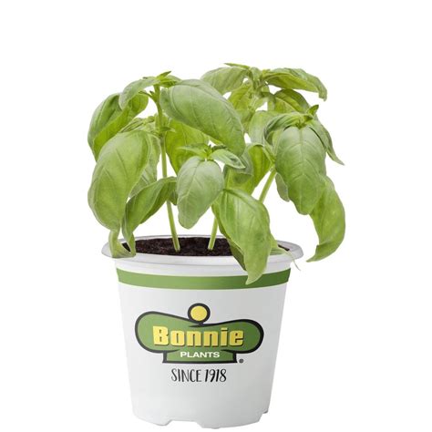 Bonnie Plants 45 In Sweet Basil 5010 The Home Depot