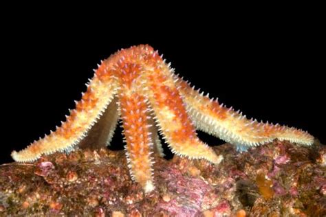 estrella de mar características reproducción y taxonomía con fotos