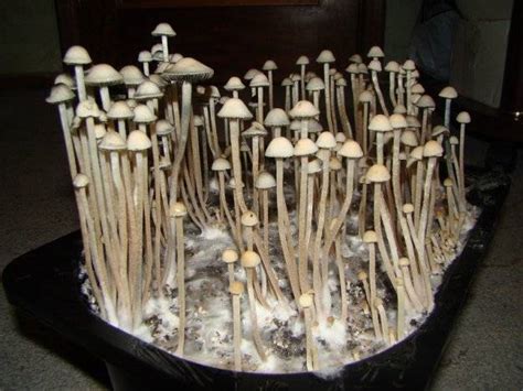 Псилоцибе кубенсис — описание гриба где растет фото