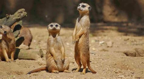 15 Cool And Fun Facts About Meerkats Yourbotswana