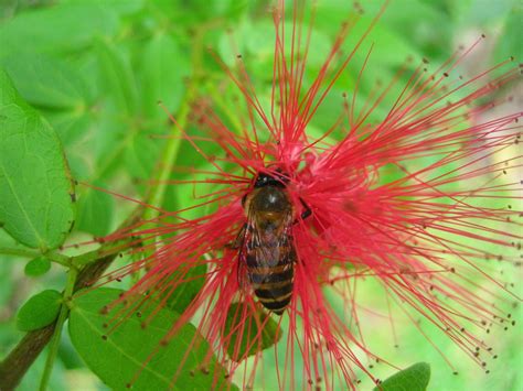 Khasiat madu kini bukan lagi menjadi sebuah mitos yang tak masuk akal, madu telah banyak dibuktikan manfaat atau khasiatnya sejumlah ahli yang menemukan bahwa madu dapat digunakan. My AGRI LOG: PEMERHATIAN MENGENAI BUNGA-BUNGA YANG ...