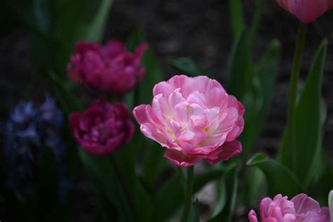 The key to growing a thriving peony is to make sure you plant at the proper time, plant correctly, and of course, care for it all throughout the year, even when they aren't necessarily in season. Flowers that look like peonies - Flower Press