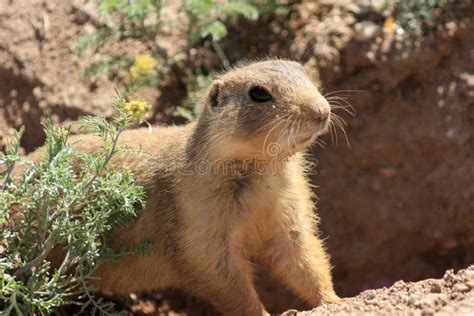 Animals Of New Mexico Stock Photo Image Of Watch Nature 24797470