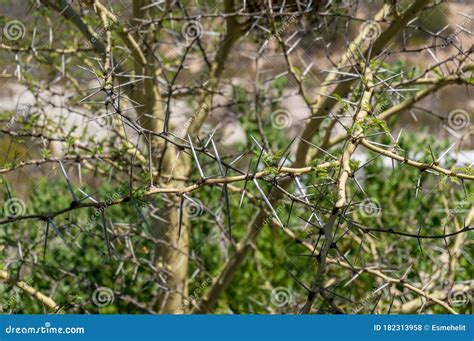 Sharp Long Thorns Of Acacia Tree Wattle Stock Photo Image Of Bush