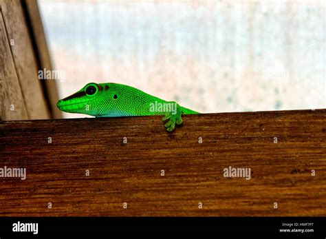 Phelsuma Day Gecko Mauritius Stock Photo Alamy