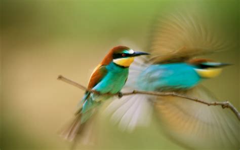 Online Crop Blue And Brown Birds Birds Bee Eaters Motion Blur