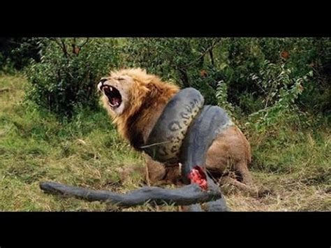 Lion Vs Great Anaconda Real Fight Video Dailymotion