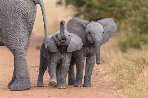 Zimbabwe Rips 35 Baby Elephants From Their Mothers For Export To