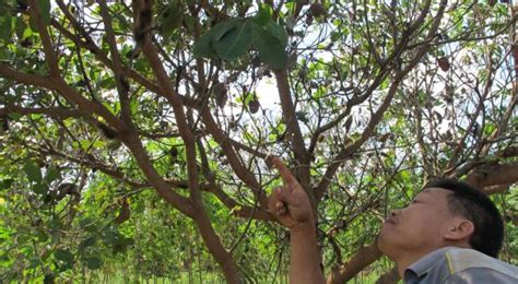 Ulat berbulu serangga alam merapatkan hewan berduri makro larva hijau. Ribuan Ulat Bulu Jumbo Serang Pohon Jambu Monyet ...