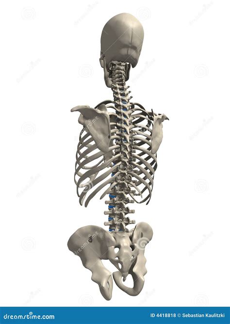 Human Torso Stock Illustration Illustration Of Joint 4418818