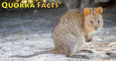 Learn with flashcards, games and more — for free. Quokka Facts, Pictures & Information. Learn About The ...