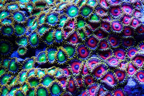 Zoanthid Stock Photos Pictures And Royalty Free Images Istock