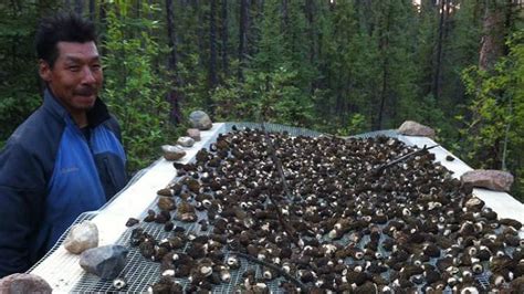 Canadas Top Chef Leading Morel Harvest In Fort Providence