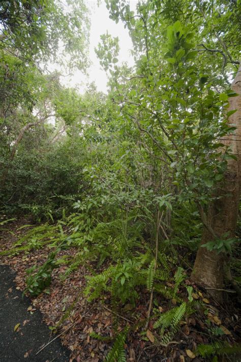 Vegetation Including Gumbo Limbo Trees Ferns And Schefflera Clippix