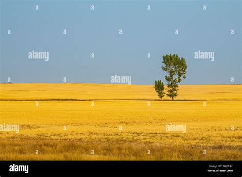 Usa Montana Isolated Trees In Wheat Field Stock Photo Alamy