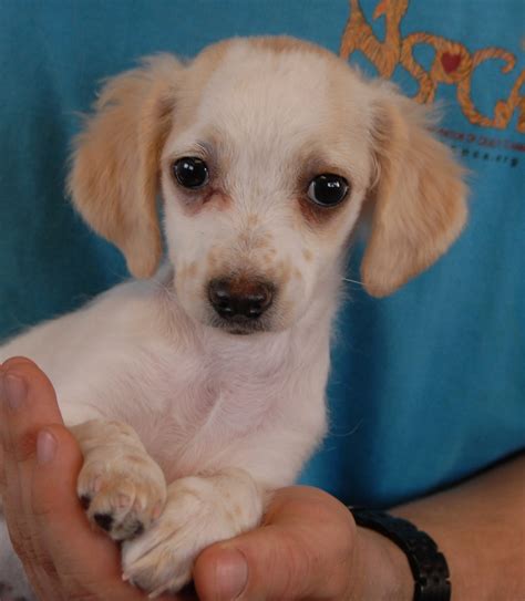 The British Puppies Debut For Adoption Today