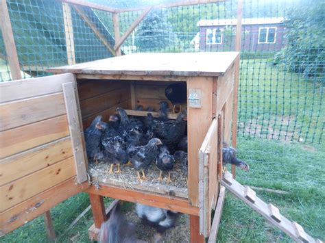 Backyard Chickens Learn How To Raise Chickens