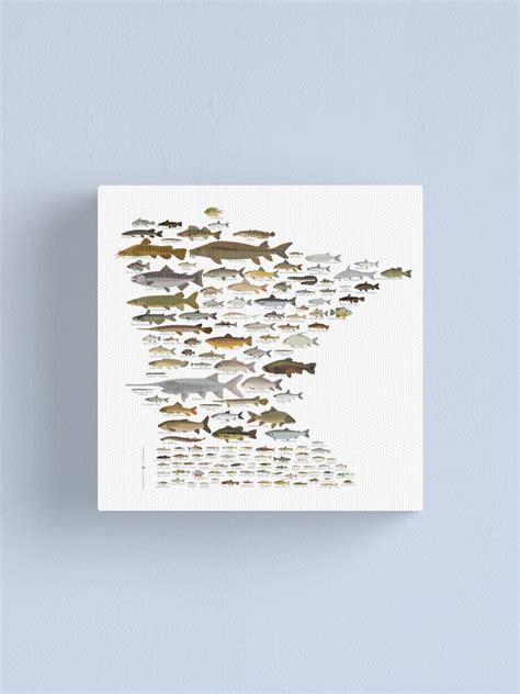 Fishes Of Minnesota Canvas Print For Sale By Andybirkey Redbubble