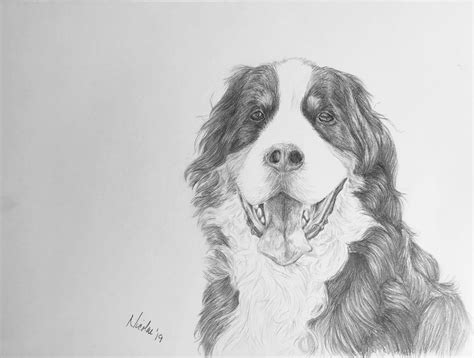 Original Dog Pencil Drawing Nicolae Art Pet Artist Nicole Smith Bernese