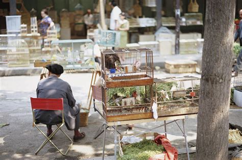 Paris Bird Market Photograph By Frederic Lewis Fine Art America