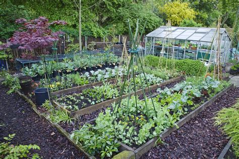 Companion Planting How To Protect Your Vegetable Patch Or Allotment