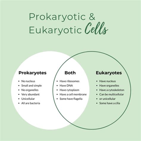 Compare And Contrast Prokaryotic And Eukaryotic Cells Ladegtt