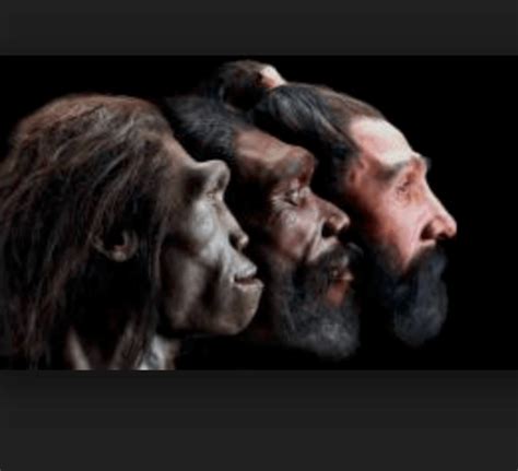 Homo Sapiens May Only Have Appeared 300000 Years Ago And Evolved