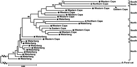 Phylogenetic Relationships Among Four Populations Of Leopard Panthera