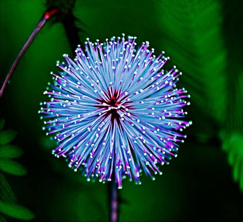 Rainforest Flower Photograph By Julian Cook Pixels