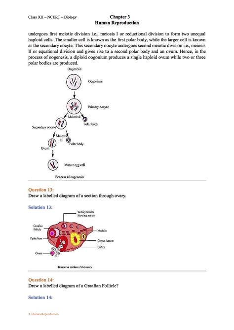 Ncert Solution For Class 12 Biology Chapter 3 Human Reproduction Free