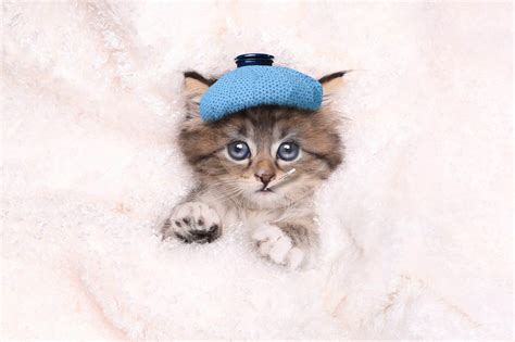 Cat Colds And Remedies • Purrfectcatbreeds