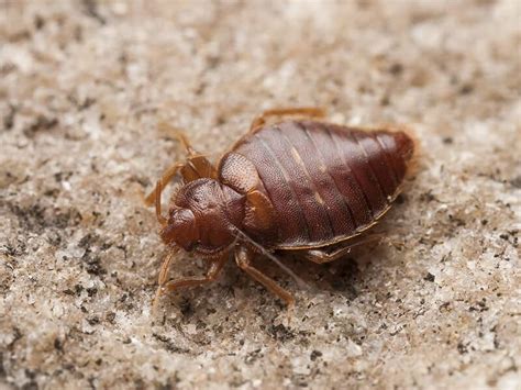 Carpet Beetle Vs Bed Bug How To Tell The Difference 2022