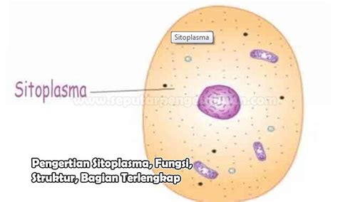Sitoplasma Pengertian Fungsi Struktur Dan Bagiannya