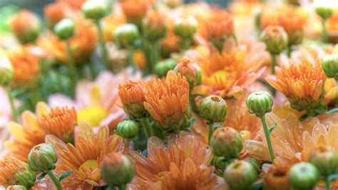 Light Orange Chrysanthemum Flowers Buds Hd Flowers Wallpapers Hd