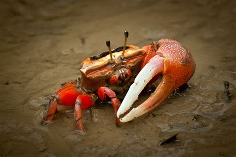 Keeping Fiddler Crabs As Pets Pet Fiddler Crabs