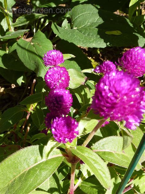 Plantfiles Pictures Gomphrena Globe Amaranth Buddy Purple