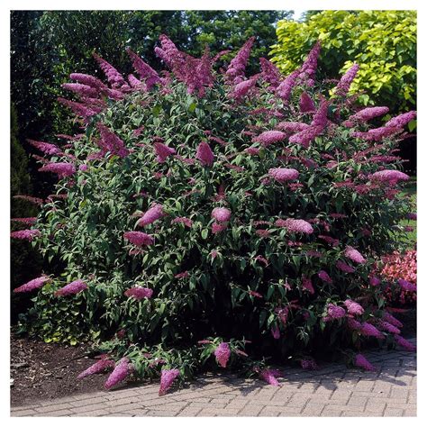 Buddleia Butterfly Bush Buddleja Davidii Pink Delight Plant In 9 Cm Pot