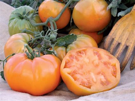 Orange King Tomato Extra Early Determinate Variety A Large Early