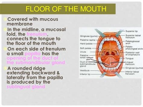 Oral Cavity Pharynx Radio Anatomy