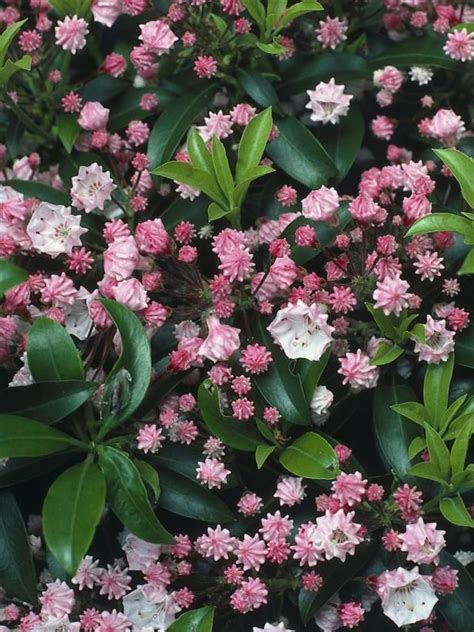 Instead, it beckons you to take a closer inspection of its multicolored foliage, which is an attractive mix of green, silver and maroon. Shrubs for Summer and Fall Flowers - Flowering Shrubs | Shade shrubs, Flowering shrubs for shade ...