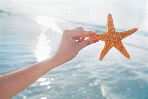 Woman Holding Starfish At The Beach Stock Photo Dissolve