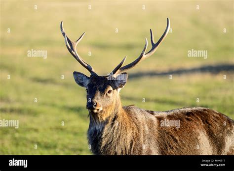 Sika Deer Buck Cervus Nippon At The Scottish Deer Centre Bow Of Fife