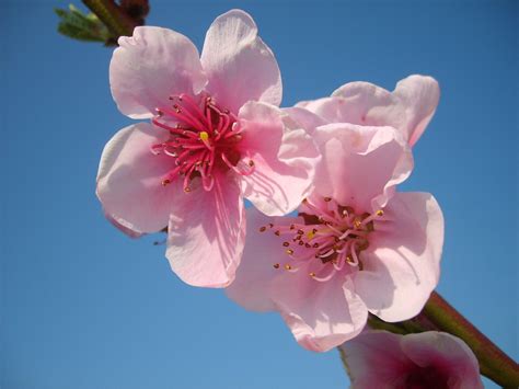 Peach In Blossom 3 Free Stock Photo Freeimages