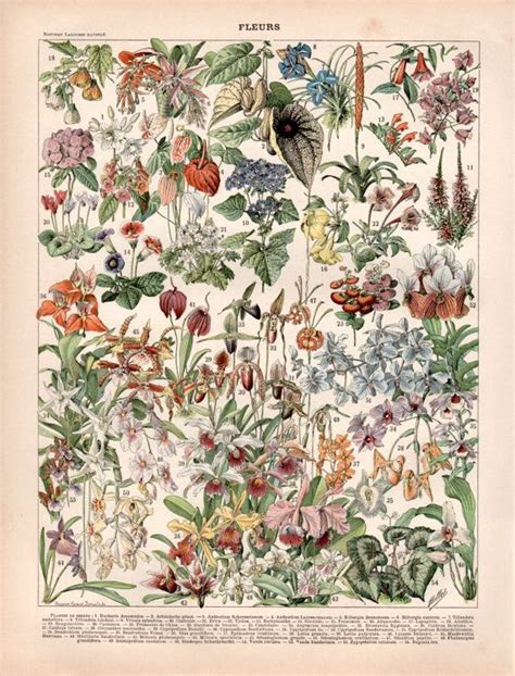 1897 Tropical Flowers Antique Botanical Print Plant By Craftissimo