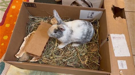 Rabbit Throws Tantrum In Cardboard Box 🐇 🍌 Funny Bunny Youtube