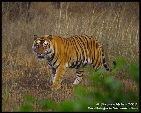 Tiger In Grassland Flickr Photo Sharing