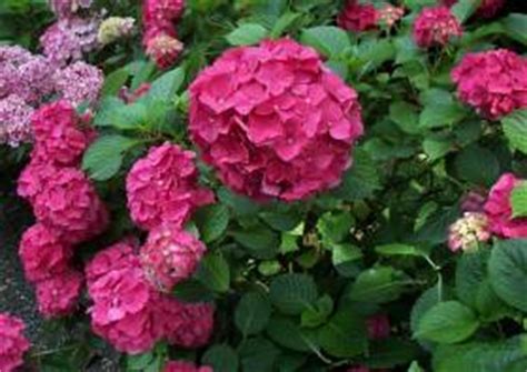 46 immergrüne und winterharte büsche für gärten. Ziersträucher Ziergehölze Lexikon ☺ Sträucher im Garten ...