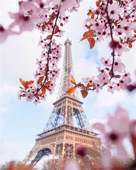 We Love Spring In Paris And Cherry Blossoms Everywhere 💕 Fsparis