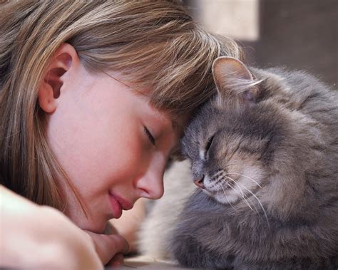 7 Reasons Why Humans And Cats Are A Match Made In Heaven By Feliway Chilled Cat Medium