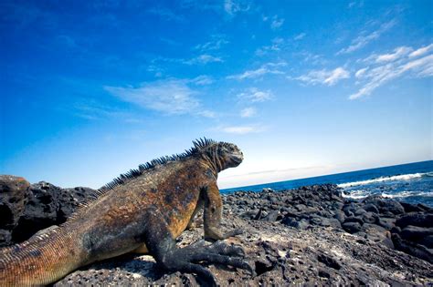 Fun And Memorable Things To Do In Galapagos Islands Once You Arrive